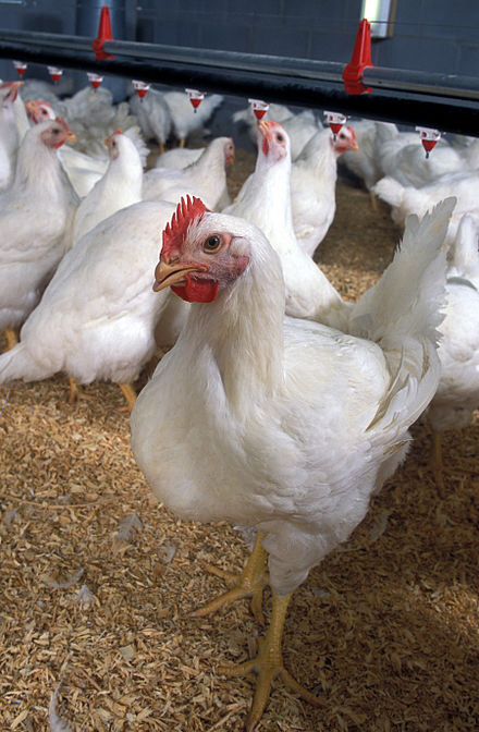 Broiler Chicken